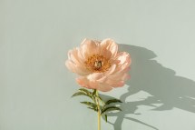 Kindness as a Habit: Tips and Tricks for Incorporating Daily Acts of Compassion
