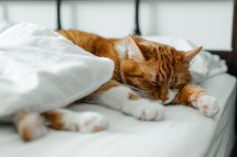 The Surprising Ways Pets Can Improve Your Mental Health